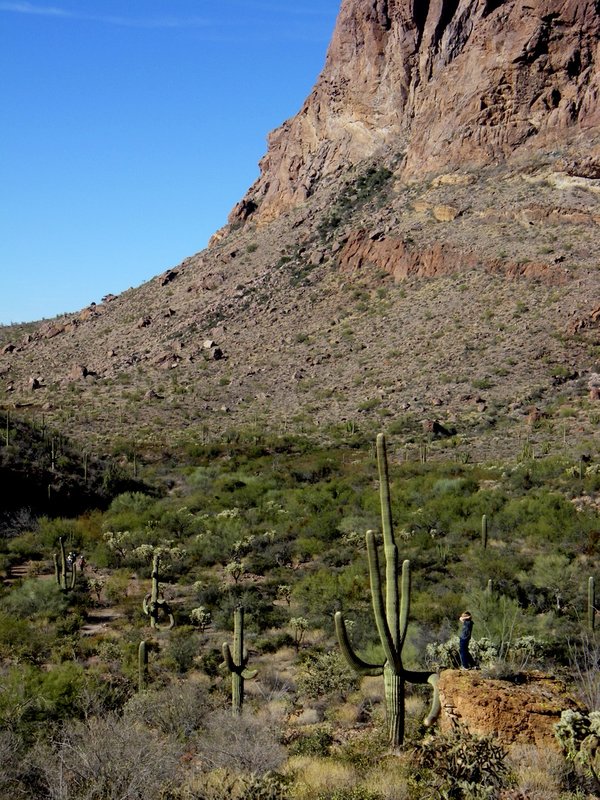 Landscape in Organ Pipe National Monument
