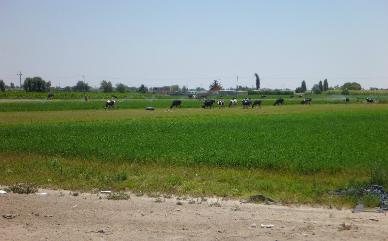 La Joya area farms