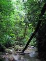Real Primary Rainforest!
