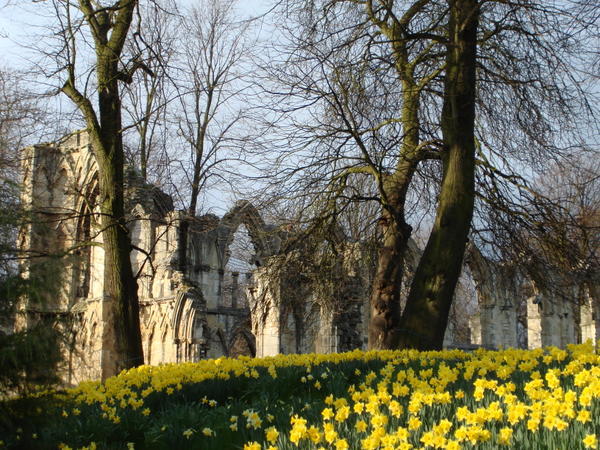 Daffodils & St. Mary’s Abbey