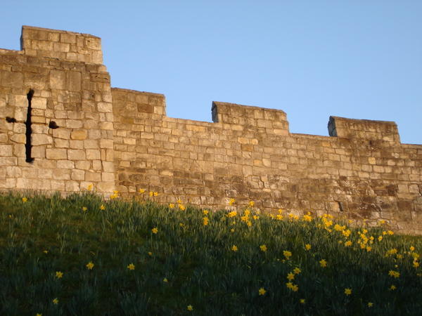 Daffodils & Wall