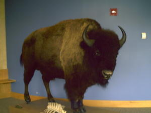 Bison at Neil Smith Wildlife Refuge, Prarie City, Iowa