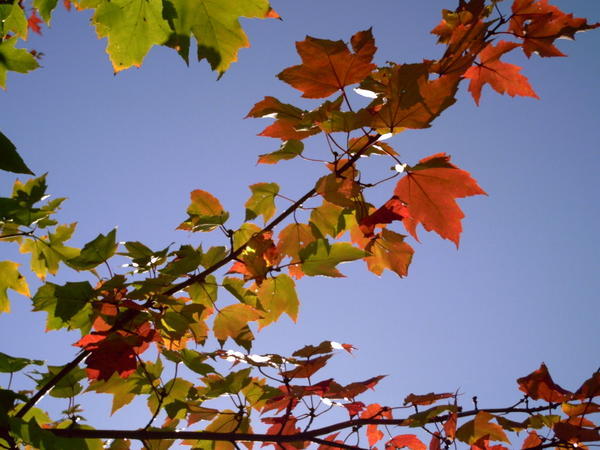 Red Leaves on Tree