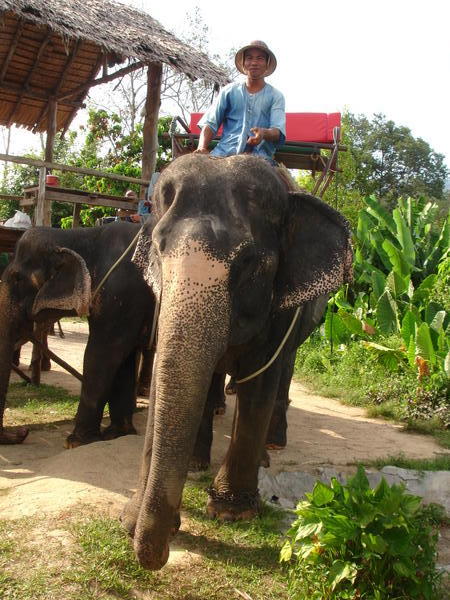 Elephant and Trusty Mahout