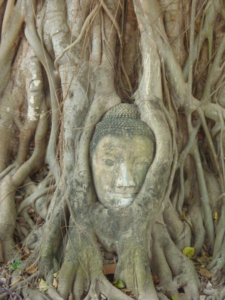 Tree Sculpture at Ayuthuya