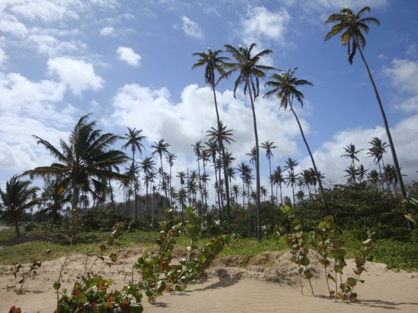 Coconut Plantation on the resort grounds