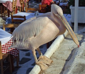 Petros the Pelican