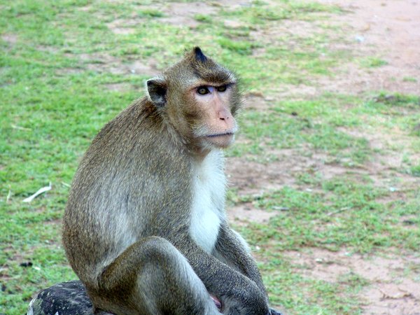 Temple Monkey