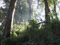 Darjeeling forest