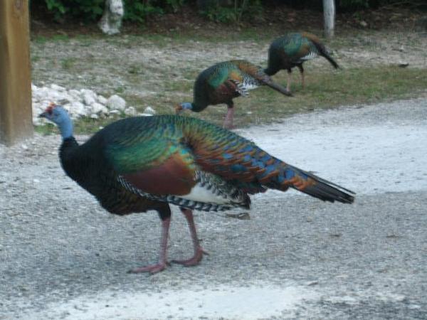 "Wild" turkeys on the way home