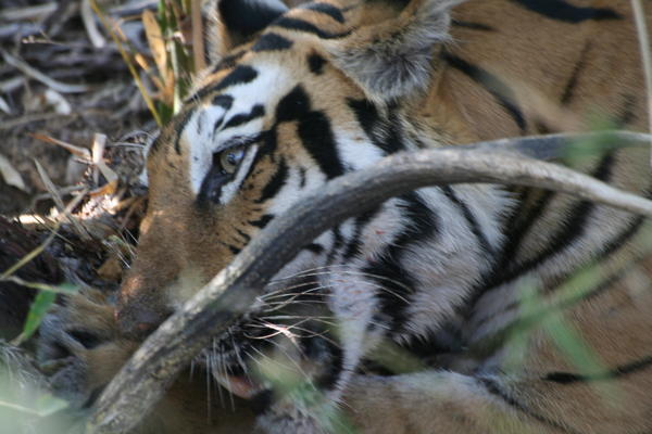 Tigress Feeding 2 (28th Jan)