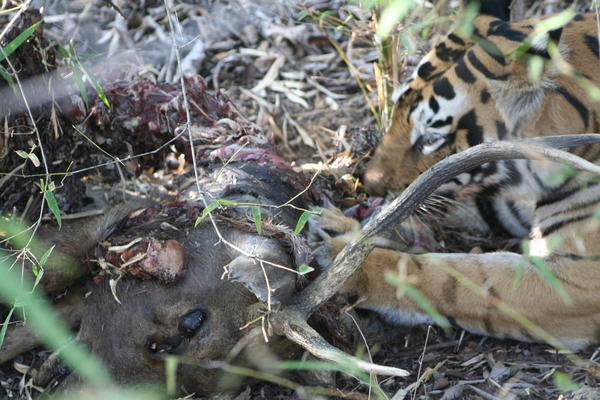 Tigress Feeding 3 (28th Jan)