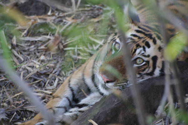 Tiger Cub (28th Jan)