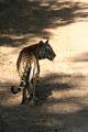 Male Tiger Cub (27th Jan)
