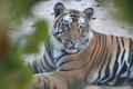 Male Tiger in River Bed (27th Jan)