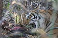 Tigress Feeding (28th Jan)