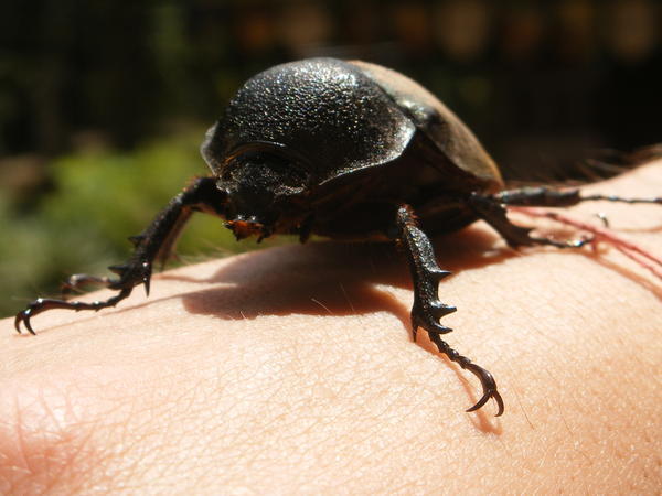 Unidentified Beetle on Dan's Hand