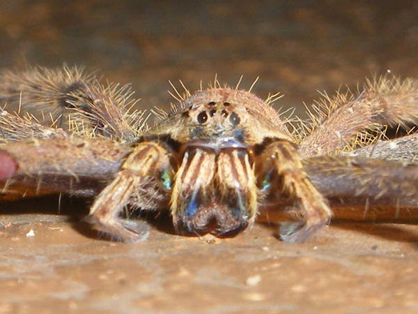 Fishing Spider up close!
