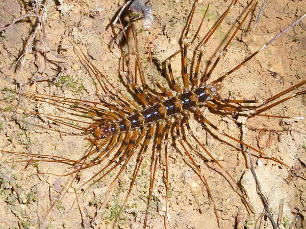 Nasty lookin Centipede