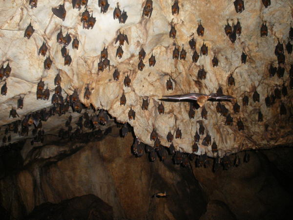 Fruit Bats in the cave