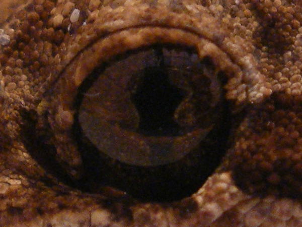 Jungle Gecko's Eye