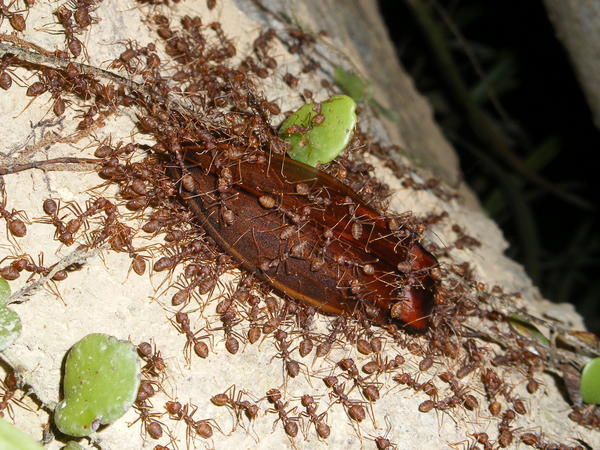 Ants Attacking Large Bug by Macro-Man Free