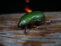 Unidentified Green Beetle by Macro-man Free