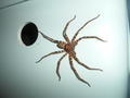 Our Toilet Spider