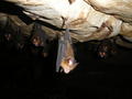 Fruit Bat in Cave