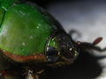 And Another Unidentified Green Beetle by Macro-Man Free