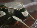 Close-Up of Moth by Macro-Man Free