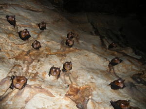 Fruit Bats in the cave 2