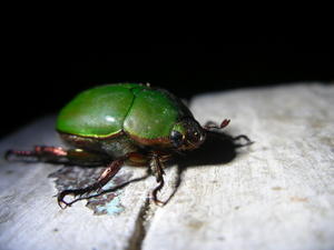 Another Unidentified Green Beetle by Macro-Man Free