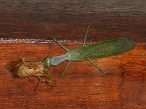 Praying Mantis Eating Bug by Macro-Man Free