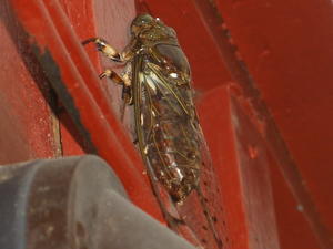 Giant Cicada by Macro-Man Free