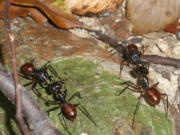 Huge Ants Fighting