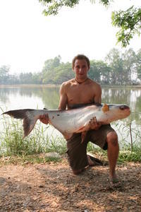 What a beauty! - 51lb Mekong Catfish