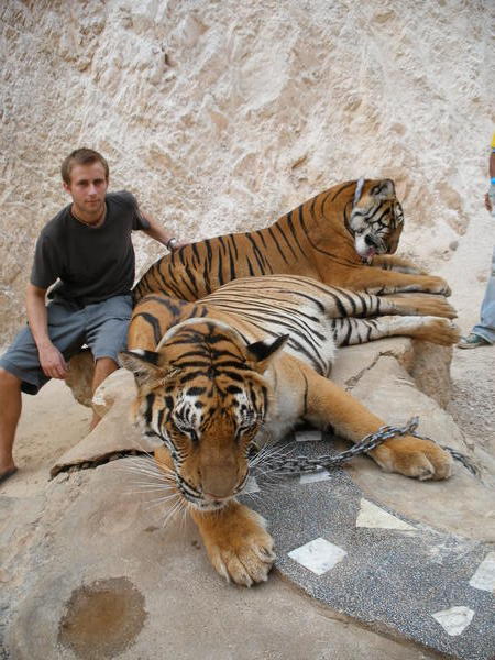Dan with Tigers - Tiger Temple