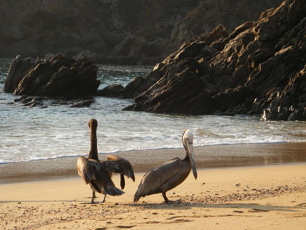 Pelicans on the beach @ Puerto Angel