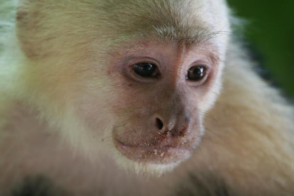Capuchin Monkey - Cahuita