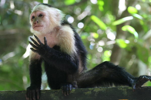 Capuchin Monkey - Cahuita