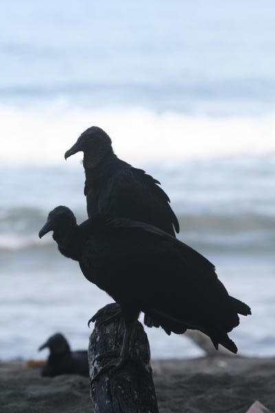 Black Vultures on Beach  - Cahuita