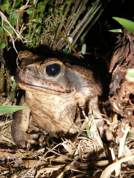 A big Toad