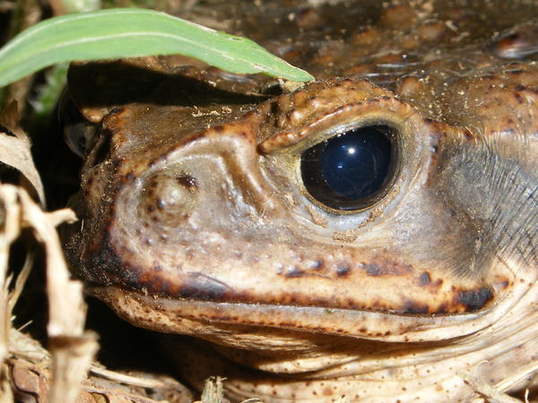 A big Toad up close