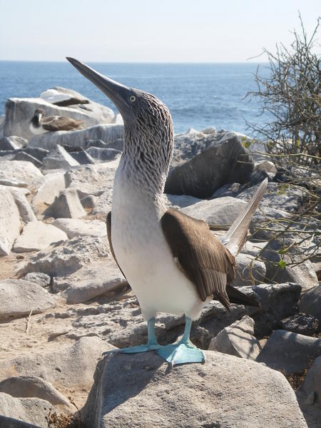Blue Footed Booby - Dan