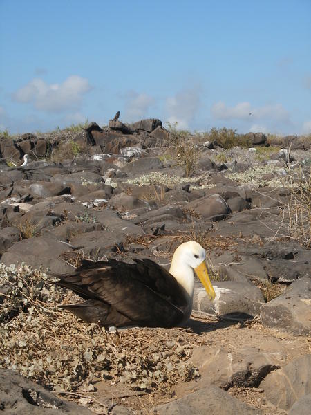 Waved Albatros and Galapagos Hawk in the Bkground - Dan