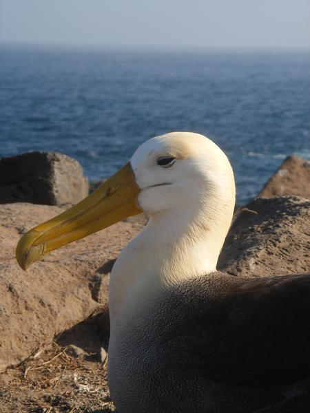 Waved Albatros - Dan