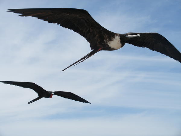 Male and female Frigate Birds in flight - Dan