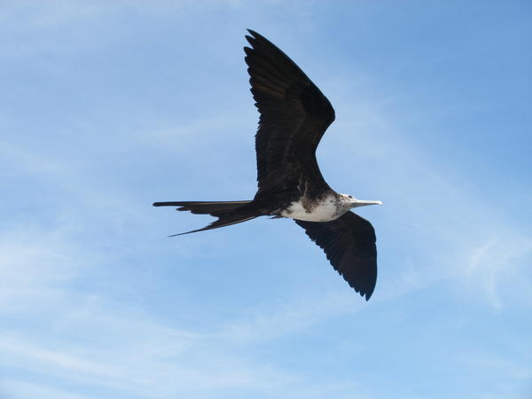 Female Frigate Bird in flight - Dan