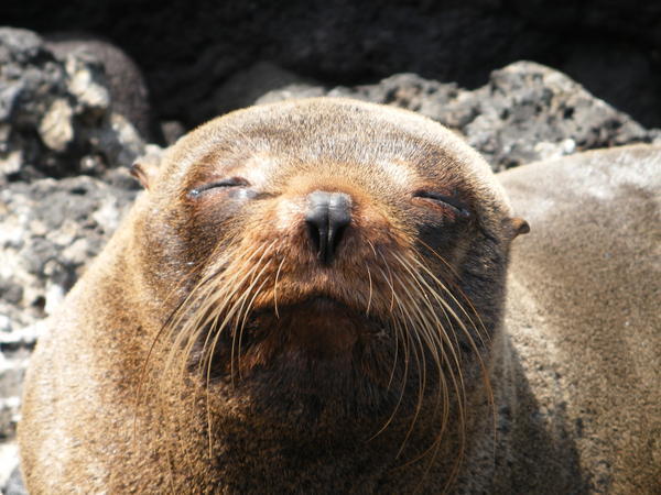 Fur Seal - Dan